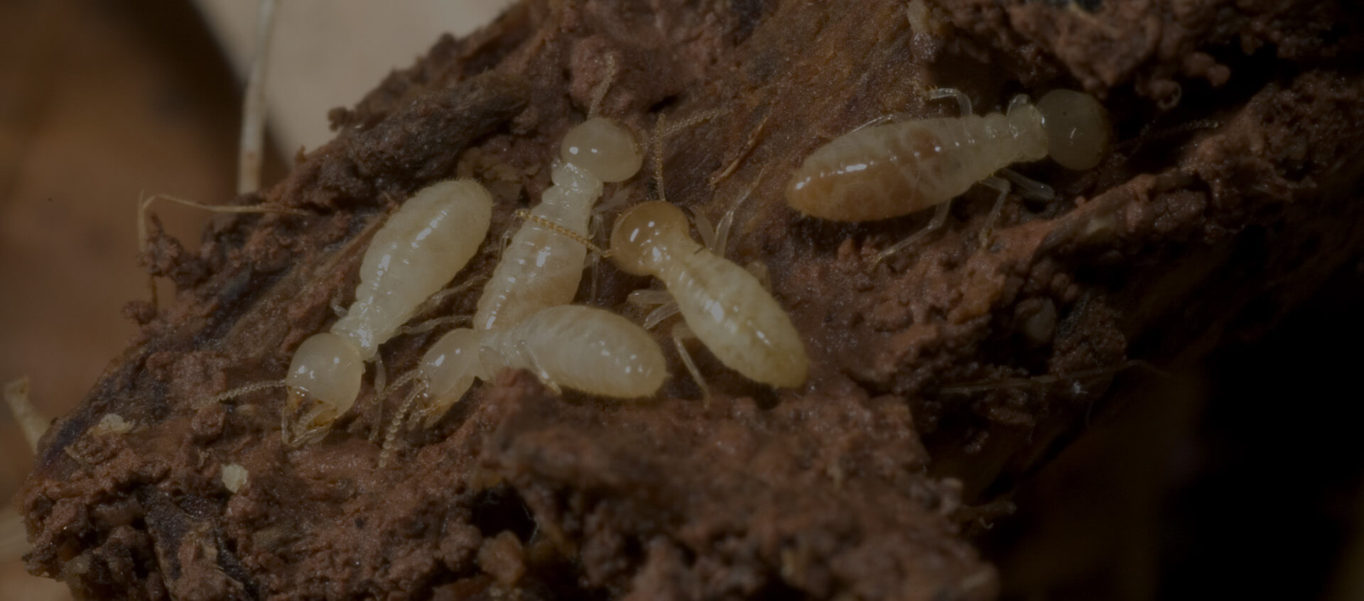 Bed Bug Treatment